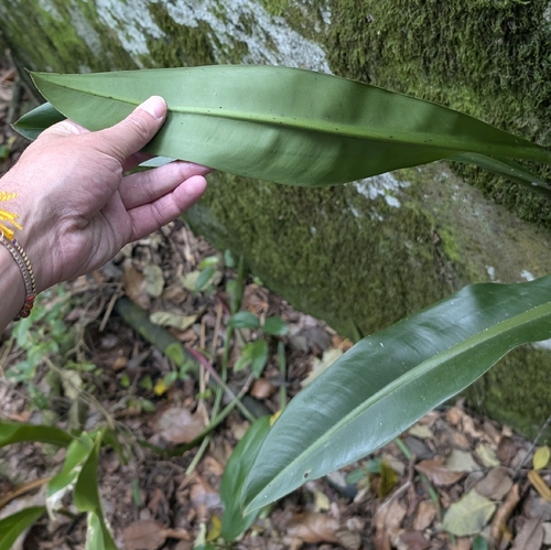 Philodendron crassinervium, photograph 4