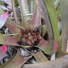 Wittrockia superba, photograph Josh Baryia, CC BY, iNaturalist via GBIF