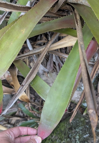 Wittrockia superba, photograph 2