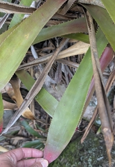 Wittrockia superba, photograph Josh Baryia, CC BY, iNaturalist via GBIF
