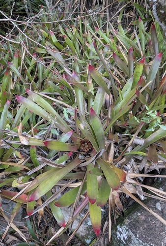 Wittrockia superba, photograph 3