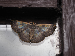 Peratophyga venetia