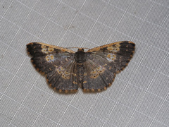 Peratophyga venetia