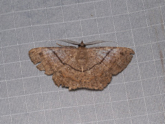 Petelia delostigma