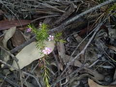 Euryomyrtus ramosissima ramosissima