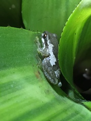 Litoria dentata