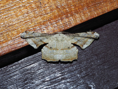 Gonodontis pallida