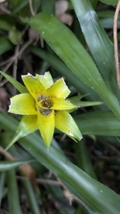 Josh Baryia, CC BY, iNaturalist via GBIF Canistropsis billbergioides, photograph Josh Baryia, CC BY, iNaturalist via GBIF