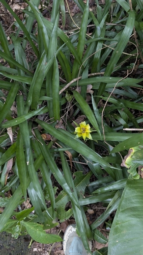 Canistropsis billbergioides, photograph 4