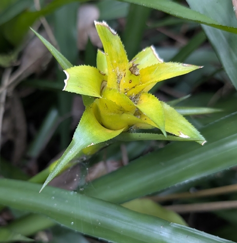 Canistropsis billbergioides, photograph 5