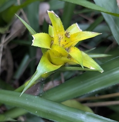 Josh Baryia, CC BY, iNaturalist via GBIF Canistropsis billbergioides, photograph Josh Baryia, CC BY, iNaturalist via GBIF