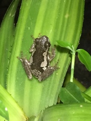 Litoria dentata