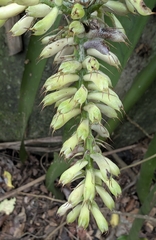 Aechmea coelestis, photograph Josh Baryia, CC BY, iNaturalist via GBIF