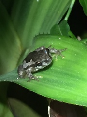 Litoria dentata