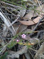 Euryomyrtus ramosissima ramosissima