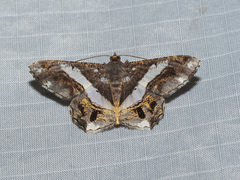 Chiasmia nora