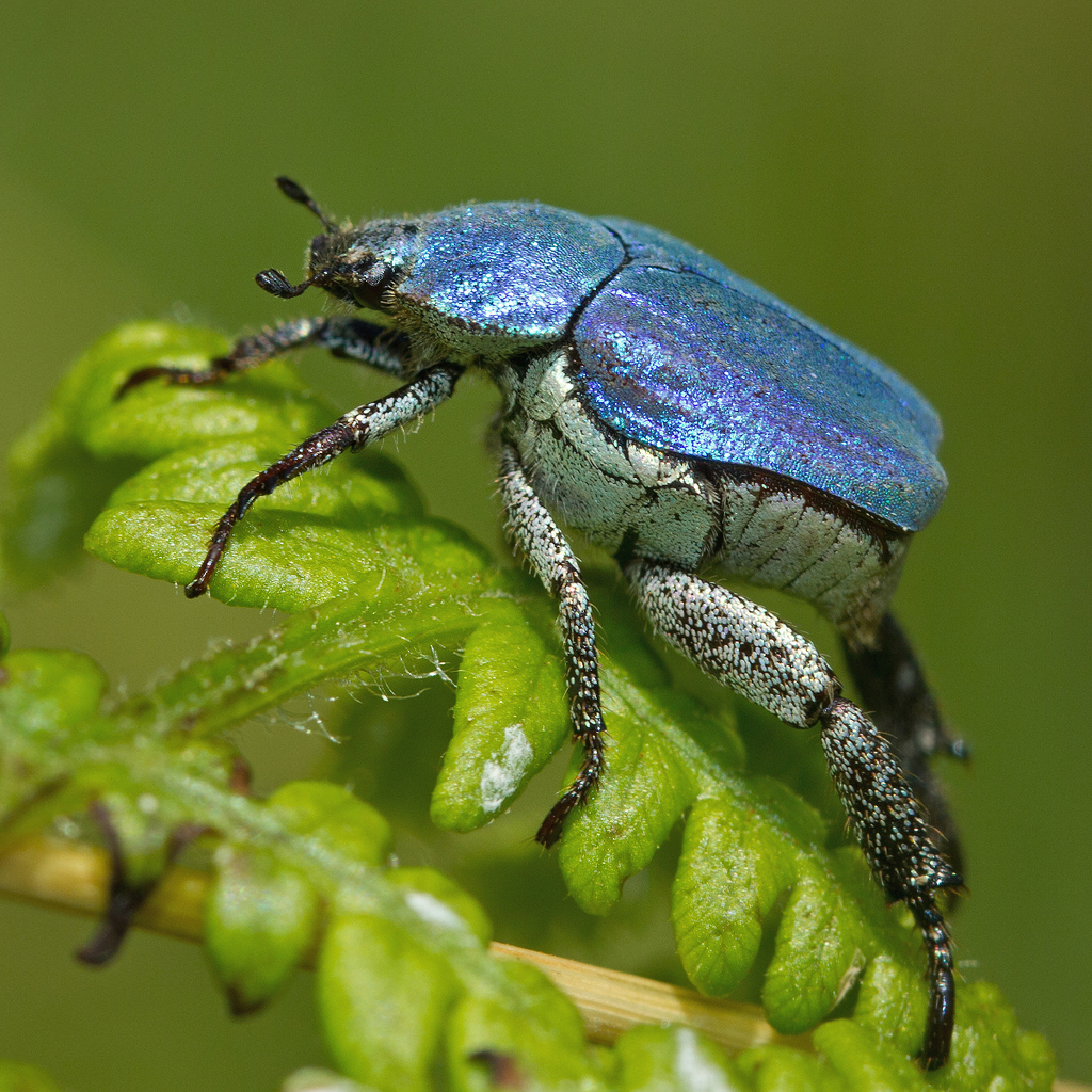 Cerulean Chafer Beetle (Hoplia coerulea) · iNaturalist