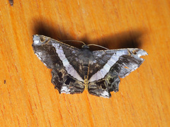 Chiasmia nora