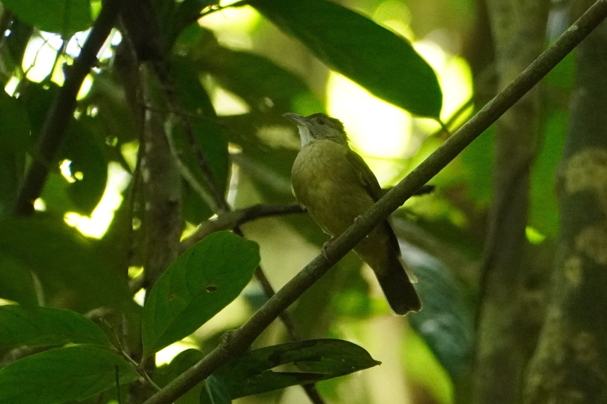 Brown-cheeked Bulbul (Alophoixus bres), photo 1