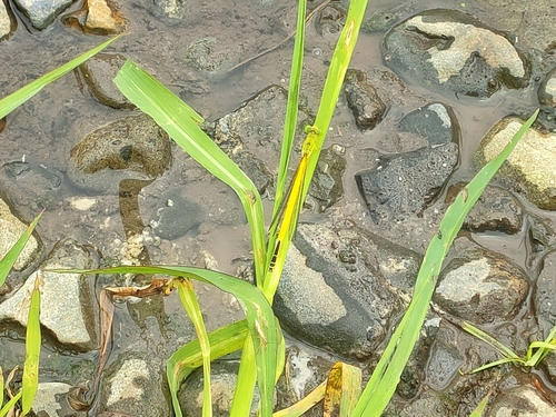 Ceriagrion melanurum