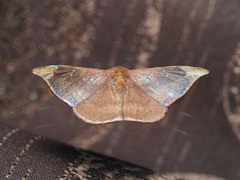 Oreta carnea