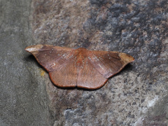 Oreta carnea