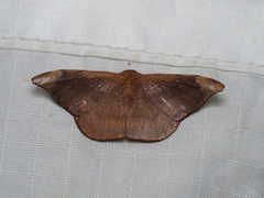 Oreta carnea