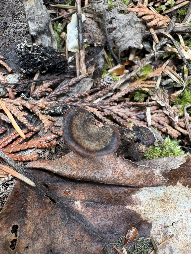 Earpick Fungus