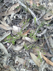Euryomyrtus ramosissima ramosissima