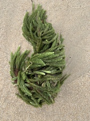 Caulerpa brownii