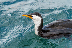 Microcarbo melanoleucos