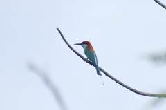 Merops americanus