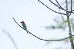Merops americanus