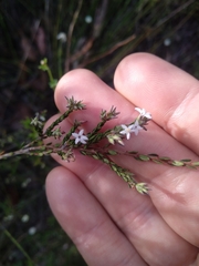 Leucopogon microphyllus