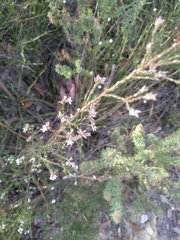 Leucopogon microphyllus