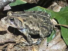 no rights reserved Fowler's Toad