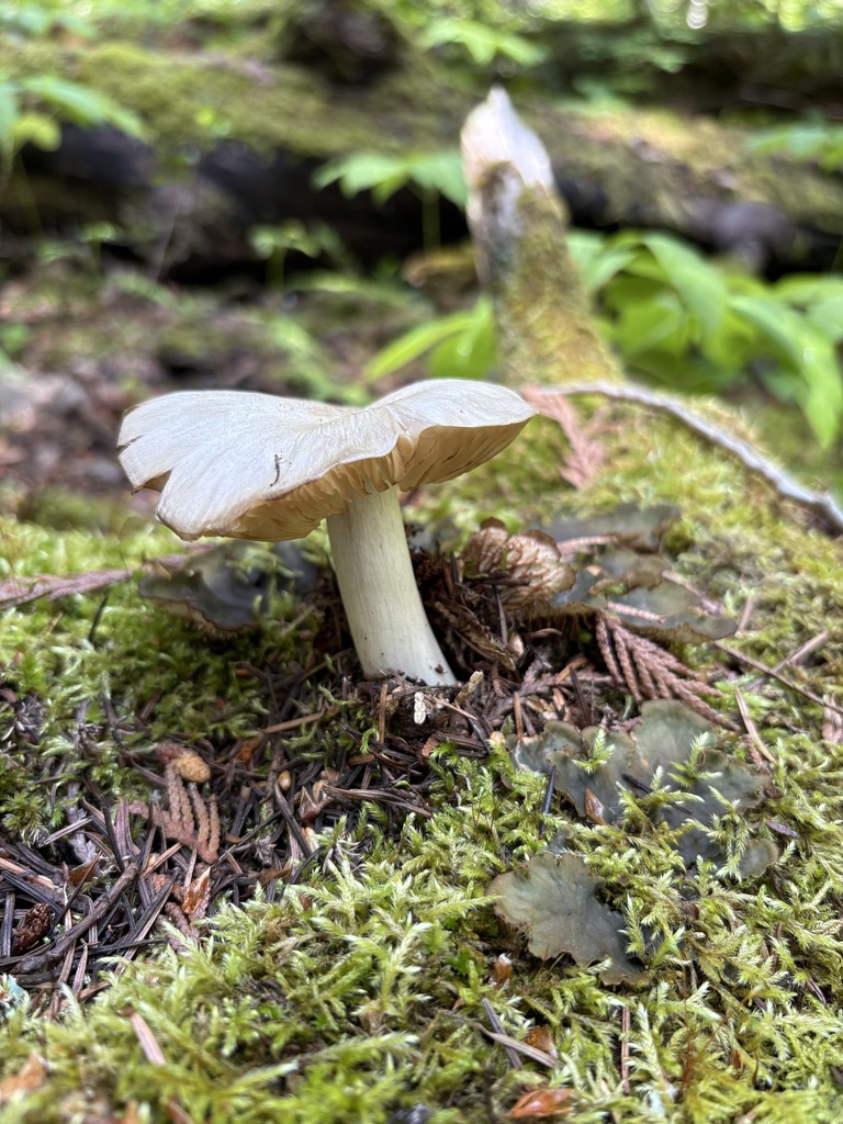 Western Platterful Mushroom
