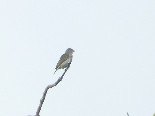 Thick-billed Flowerpecker (Pachyglossa agilis), photo 10