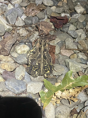 no rights reserved Fowler's Toad