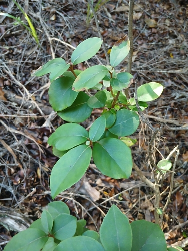 Common tree daisy