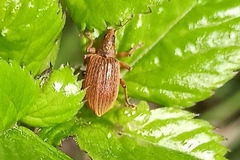 Polydrusus mollis