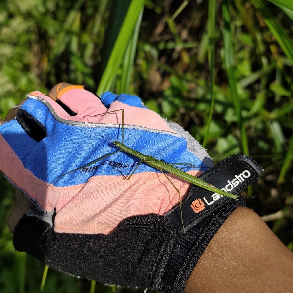 Rose-Winged Stick Insect (Necroscia prasina)