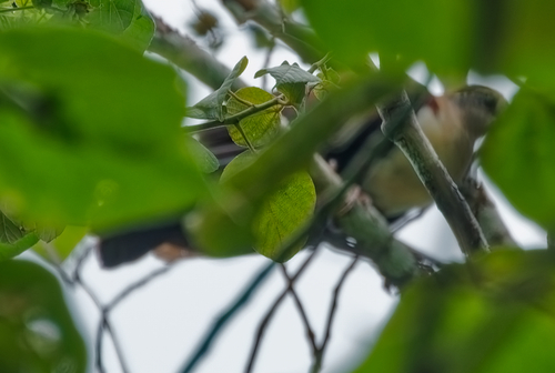 Pampusana xanthonura observed 2026-07-03