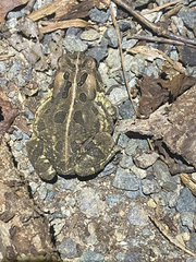 no rights reserved Fowler's Toad