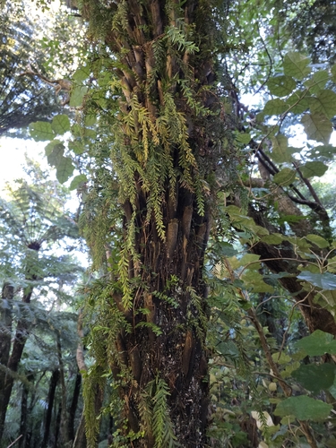 Tmesipteris elongata