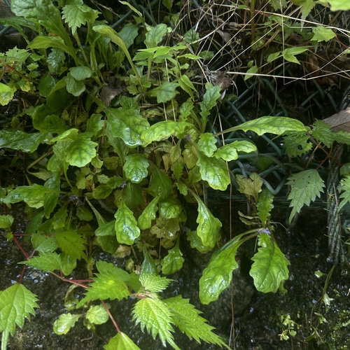 Ajuga decumbens observed 2026-06-29