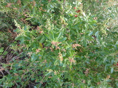 Rhagodia candolleana