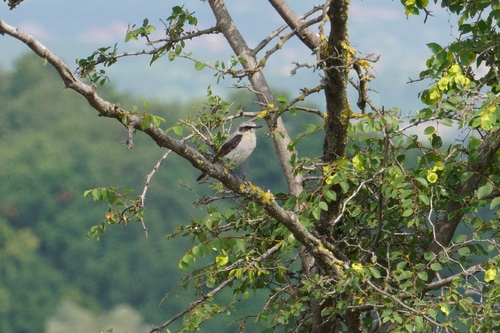 Northern Wheatear