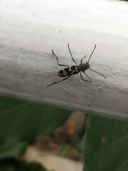 Perissus indistinctus