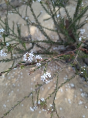 Leucopogon microphyllus